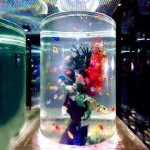大阪でデートや合コンに使えるアクアリウム居酒屋「青の洞窟」